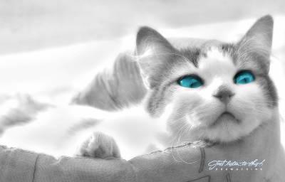 Chatton'Perle